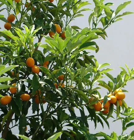 Apartmán Iris Seafront